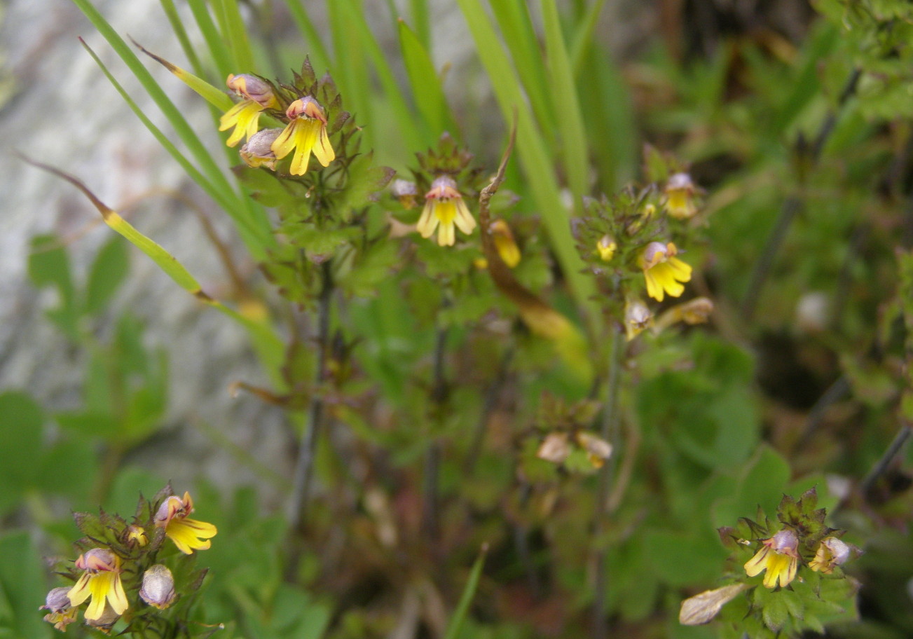 euphrasia minima?